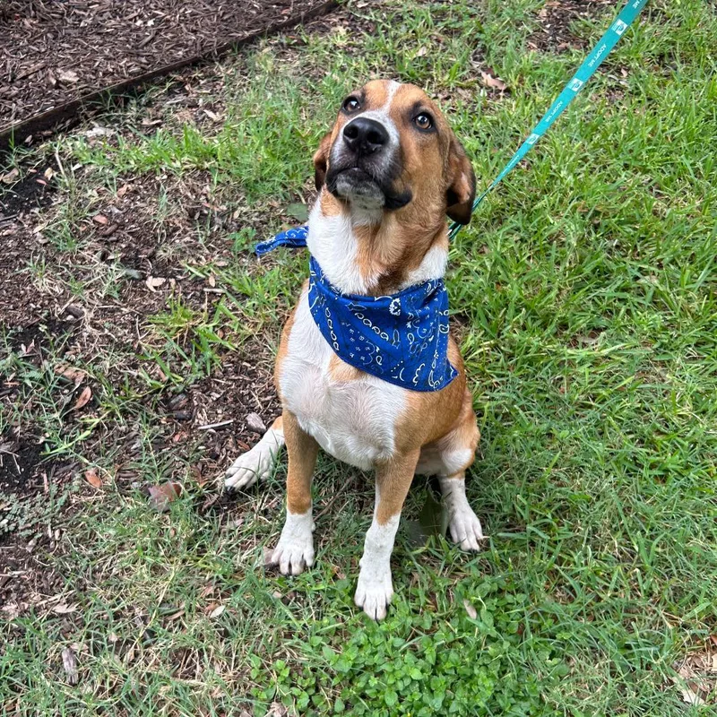 A young medium-sized male Brown / Chocolate American Foxhound dog named Boots for adoption in San Antonio, TX