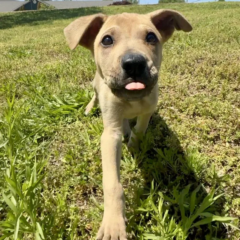 A baby large-sized male Yellow / Tan / Blond / Fawn German Shepherd Dog dog named Napoleon Pr for adoption in Union, MO