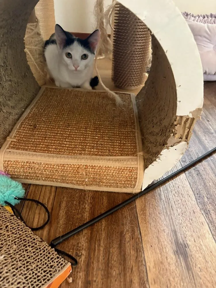 A baby small-sized female Black & White / Tuxedo Domestic Short Hair cat named Pigtail for adoption in Mooresville, NC