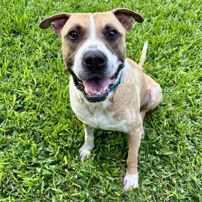 An adult small-sized male Yellow / Tan / Blond / Fawn Pit Bull Terrier dog named Chance for adoption in Austin, TX