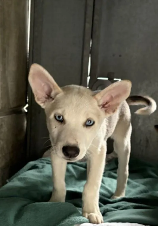 A baby small-sized male Labrador Retriever dog named Morgan for adoption in Los Angeles, CA