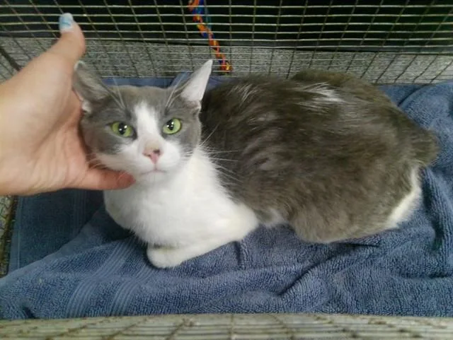 A young small-sized female Domestic Short Hair cat named Marigold for adoption in Kalamazoo, MI