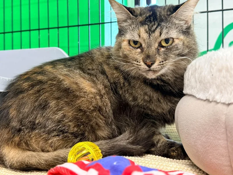 A young medium-sized female Tabby (Brown / Chocolate) Domestic Long Hair cat named Jolene for adoption in Cleveland, OH