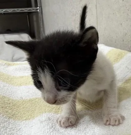 A baby small-sized male Domestic Short Hair cat named Mannito for adoption in Honolulu, HI