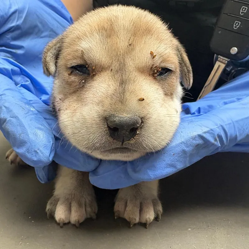 A baby small-sized female Yellow / Tan / Blond / Fawn Mixed Breed dog named StraythStreet for adoption in Columbus, GA