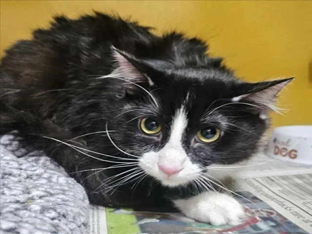 An adult large-sized male Domestic Long Hair cat named Figaro for adoption in Los Angeles, CA