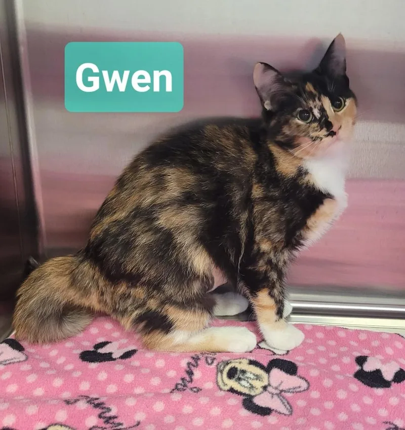 A baby small-sized female Domestic Short Hair cat named Gwen for adoption in Richmond, IN