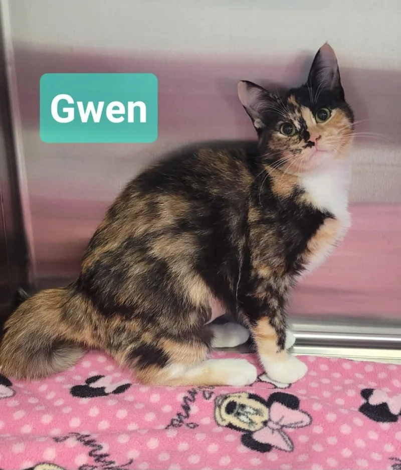 Gwen thumbnail 3