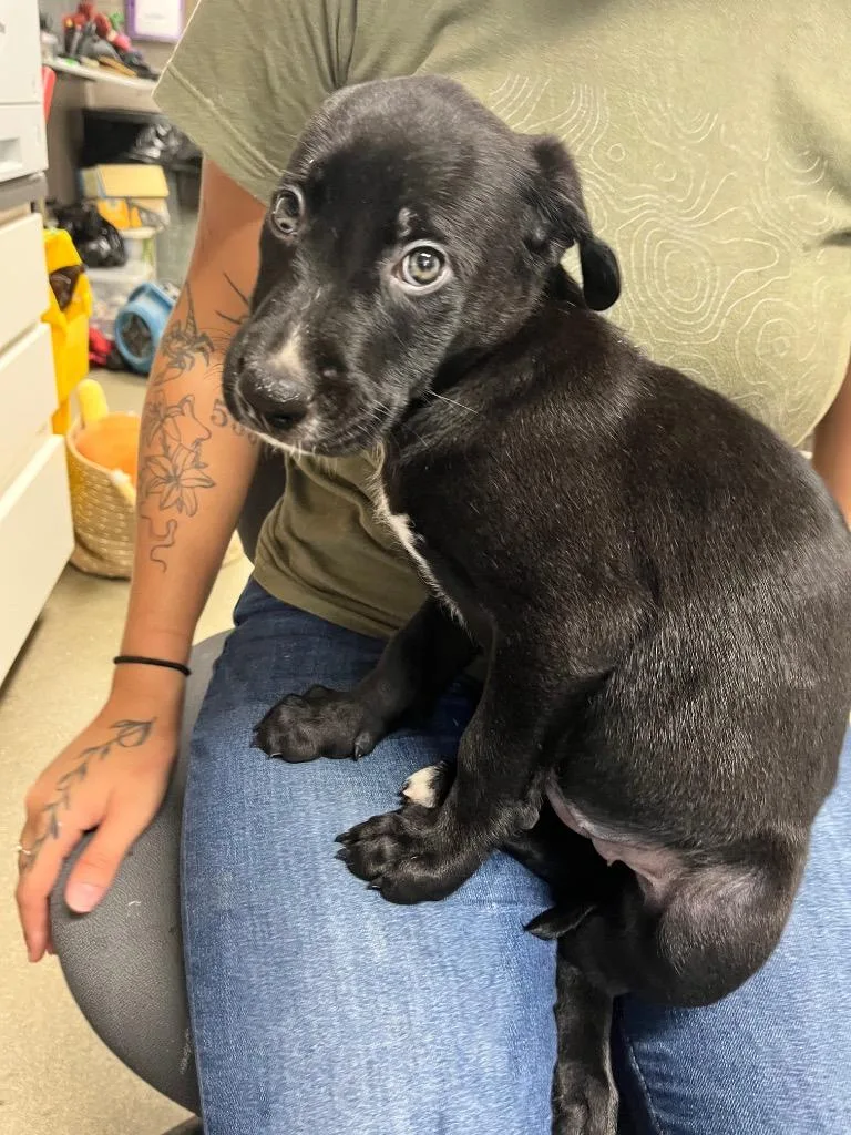 A baby medium-sized female Labrador Retriever dog named Mable for adoption in Hopkinsville, KY