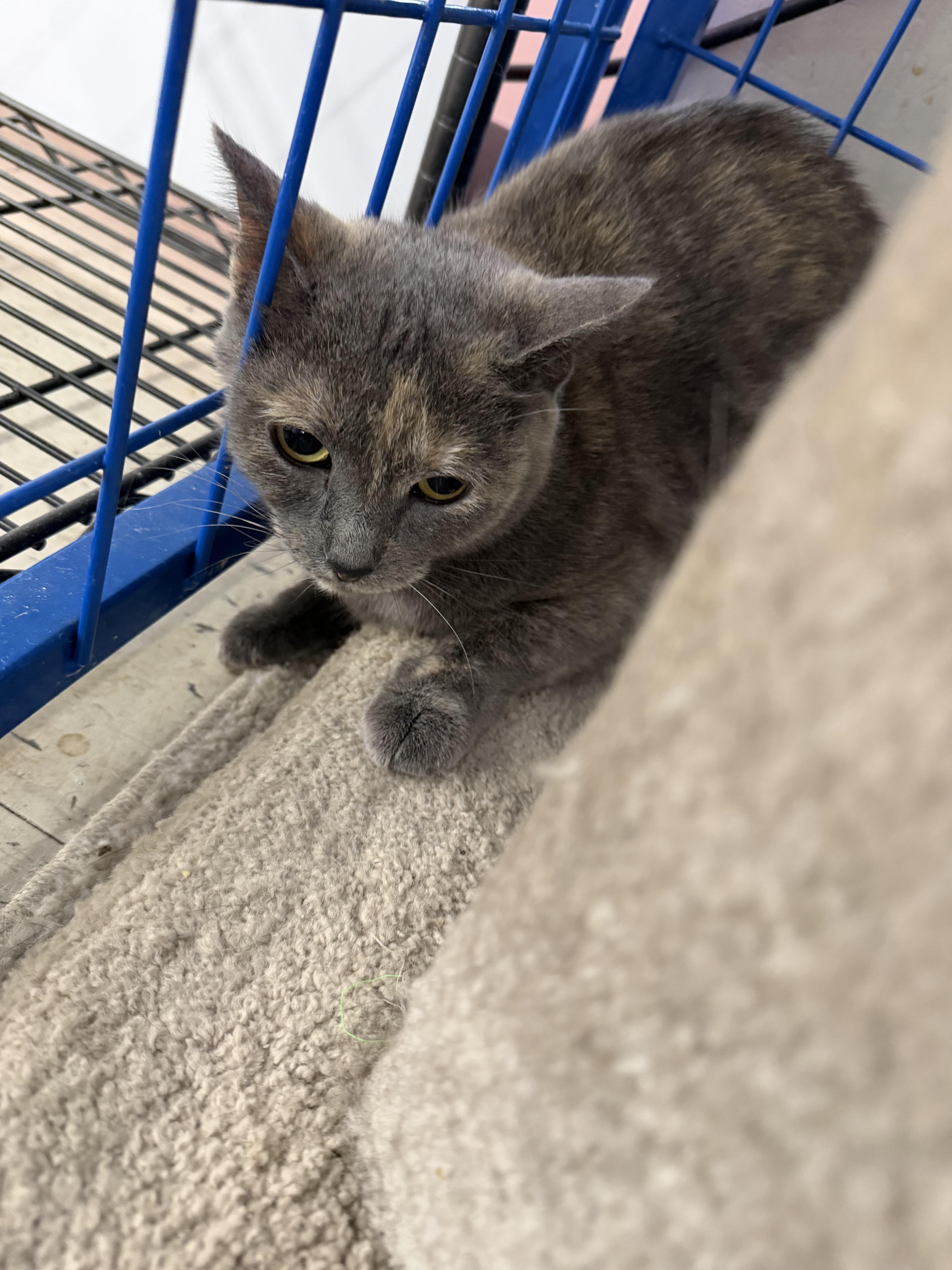 An adult medium-sized female Dilute Tortoiseshell cat named Stormy for adoption in fennville, MI