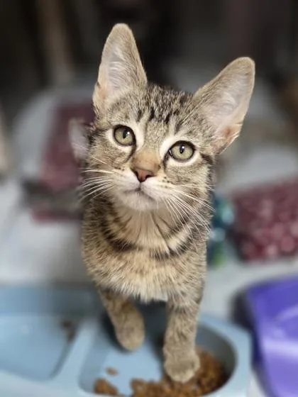 A baby small-sized female Domestic Short Hair cat named Activia for adoption in Westland, MI
