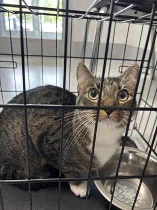 A baby small-sized male Domestic Short Hair cat named Sunset for adoption in Cumming, GA