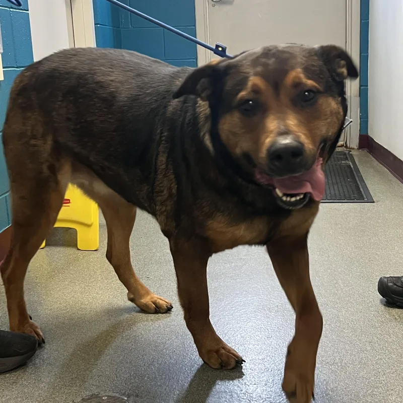 An adult large-sized female Brown / Chocolate Mixed Breed dog named Bertha for adoption in Mount Pleasant, MI