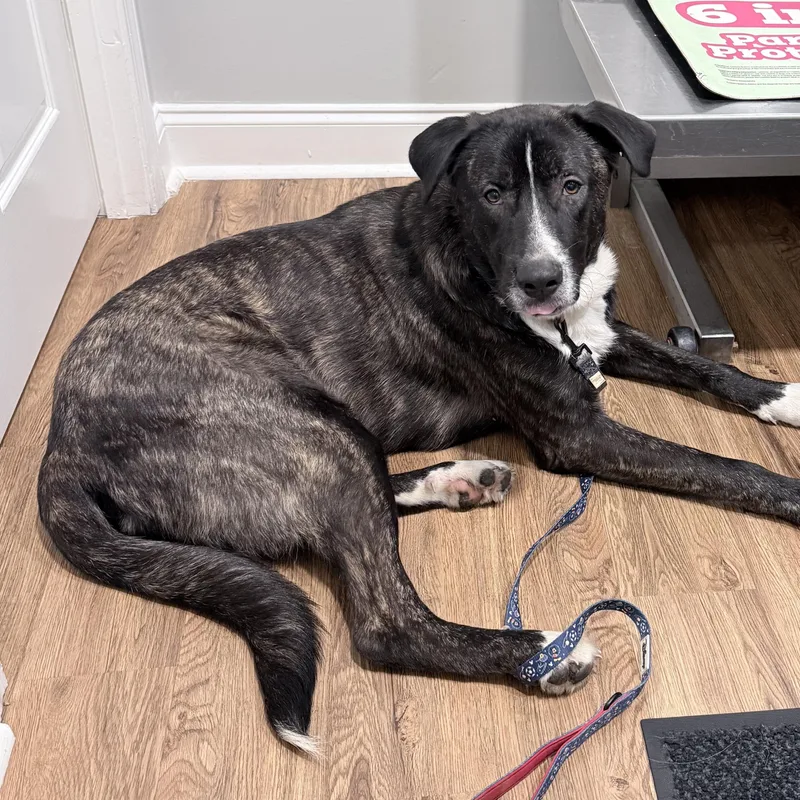 A young large-sized male Brindle Great Pyrenees dog named Porter for adoption in Olive Branch, MS