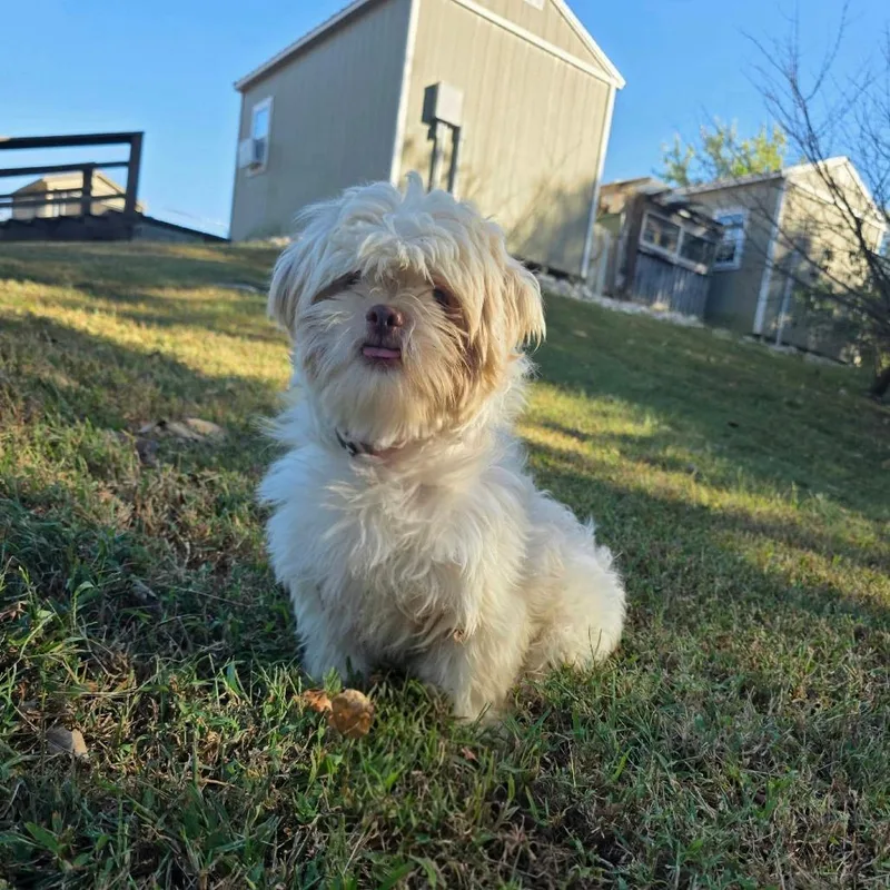 A young small-sized male Red / Chestnut / Orange Shih Tzu dog named Frito for adoption in Jackson, MO