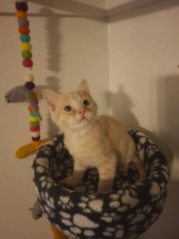 A baby small-sized male Domestic Short Hair cat named Sebastian for adoption in Salt Lake City, UT