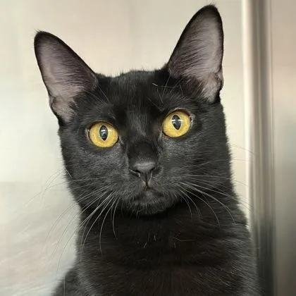 A young small-sized female Black Domestic Short Hair cat named Ali for adoption in North Myrtle Beach, SC