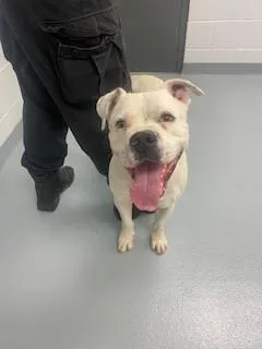 An adult large-sized male American Bulldog dog named Sandlot for adoption in Saint Cloud, FL