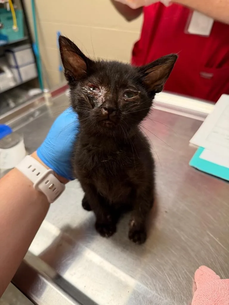 A baby small-sized female Domestic Short Hair cat named Phantom Nova for adoption in Wintersville, OH