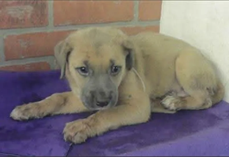 A baby large-sized female Labrador Retriever dog named Macey for adoption in Sedalia, CO