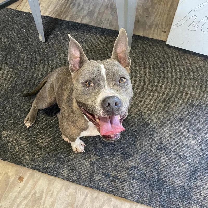 An adult medium-sized female Gray / Blue / Silver Pit Bull Terrier dog named Lillie for adoption in Magnolia, TX