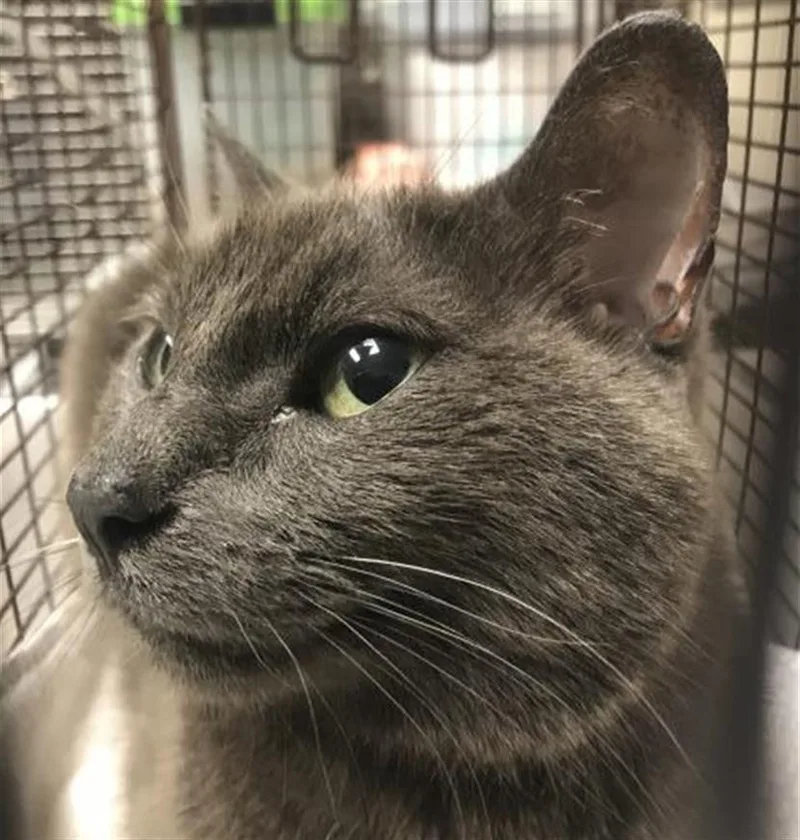 An adult medium-sized female Domestic Short Hair cat named A for adoption in Conroe, TX