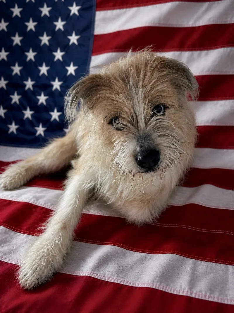 All American Mutt!!!