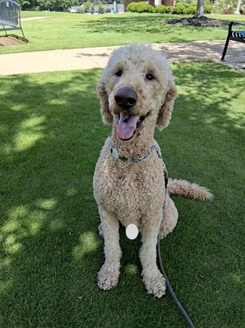 A senior large-sized male Golden Goldendoodle dog named Henry for adoption in Amherst, MA