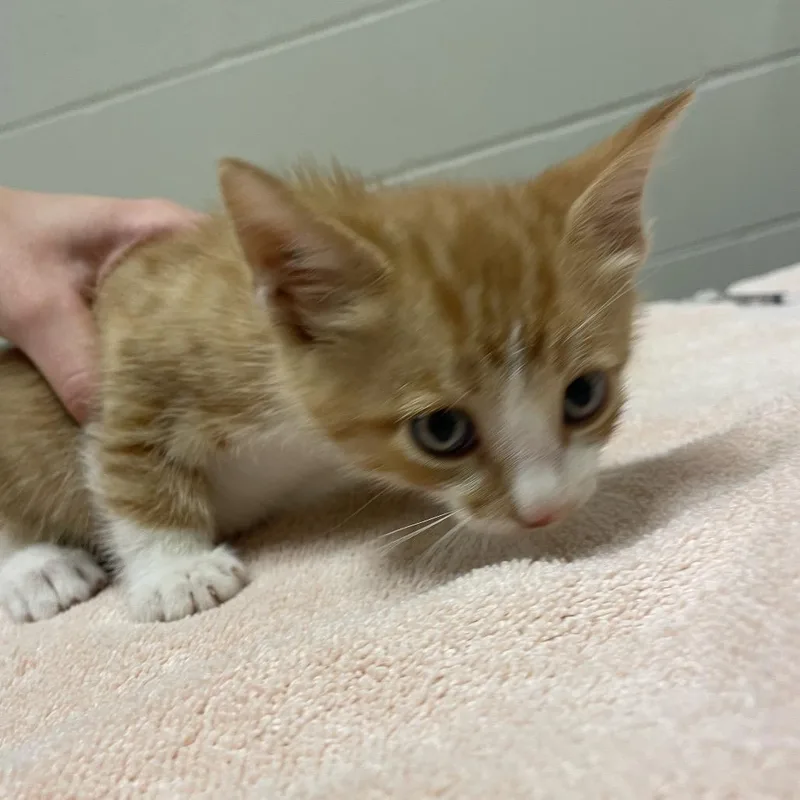 A baby small-sized male Orange / Red Domestic Short Hair cat named Crush for adoption in Bristol, IN