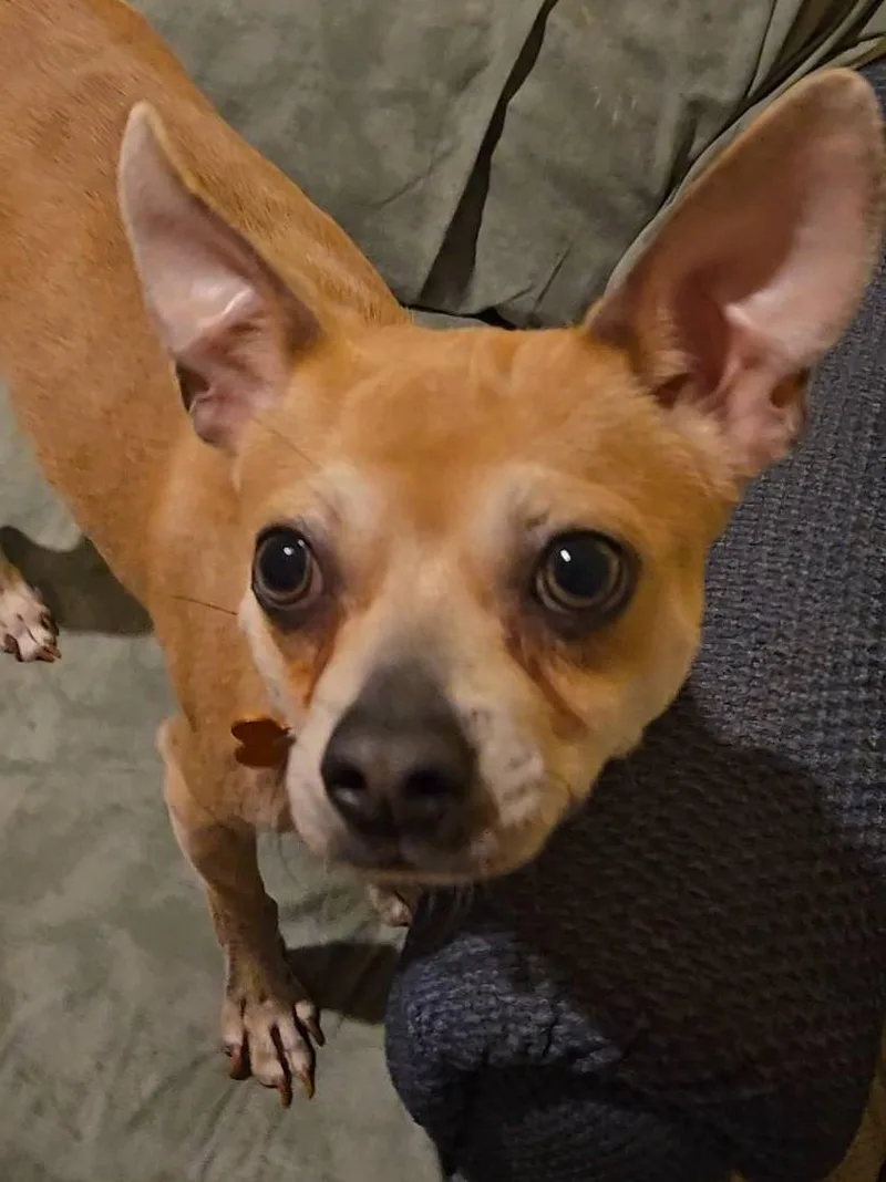 Papito