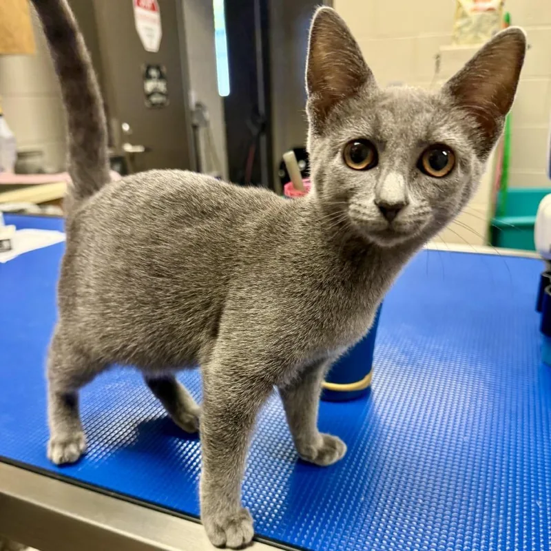 A baby small-sized female Gray / Blue / Silver American Shorthair cat named Smokey for adoption in Hinesville, GA