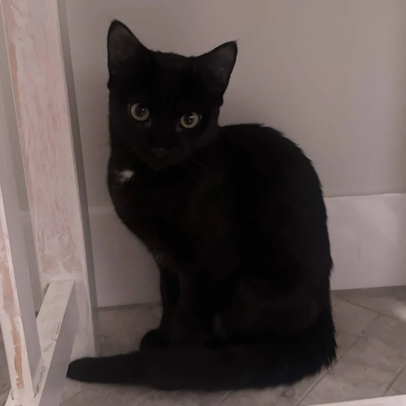 A baby small-sized female Black Domestic Short Hair cat named Mavis for adoption in Weehawken, NJ