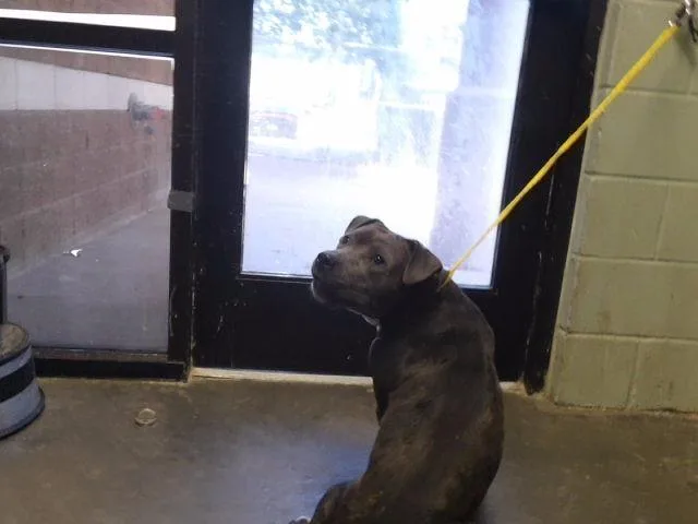 A young medium-sized female Pit Bull Terrier dog named Bluebell for adoption in Tulsa, OK
