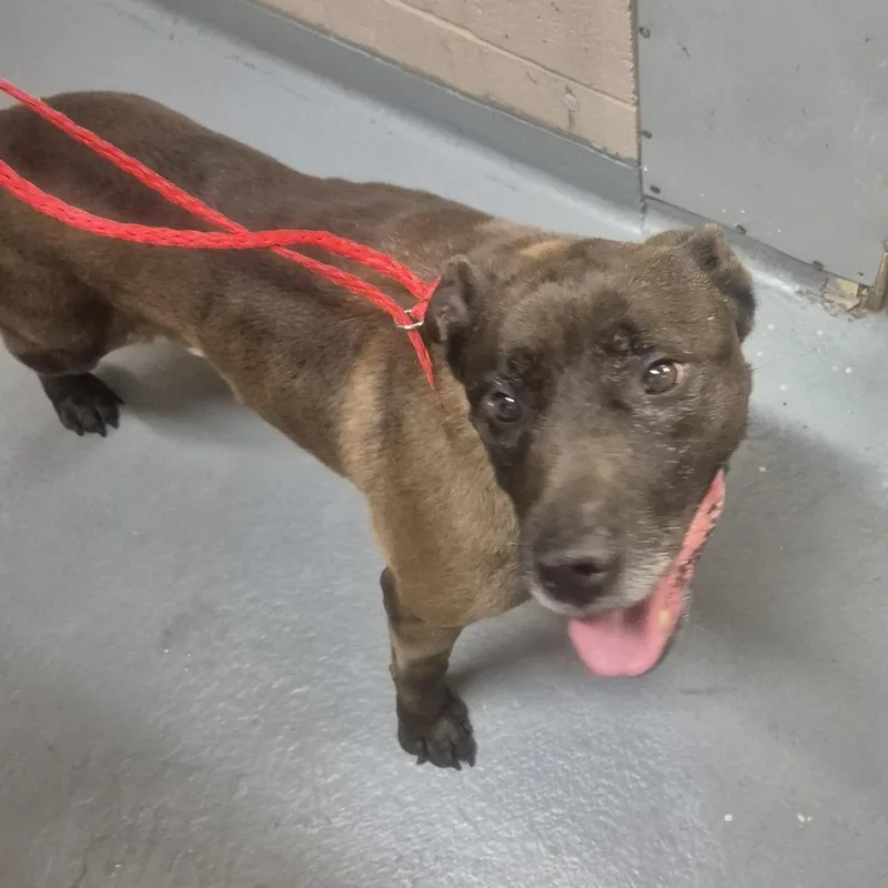 A senior medium-sized female Brown / Chocolate Chocolate Labrador Retriever dog named Rhaena for adoption in Tacoma, WA