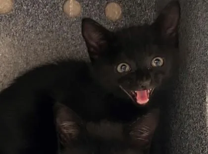 A baby small-sized female Domestic Short Hair cat named Snowcone for adoption in Irving, TX