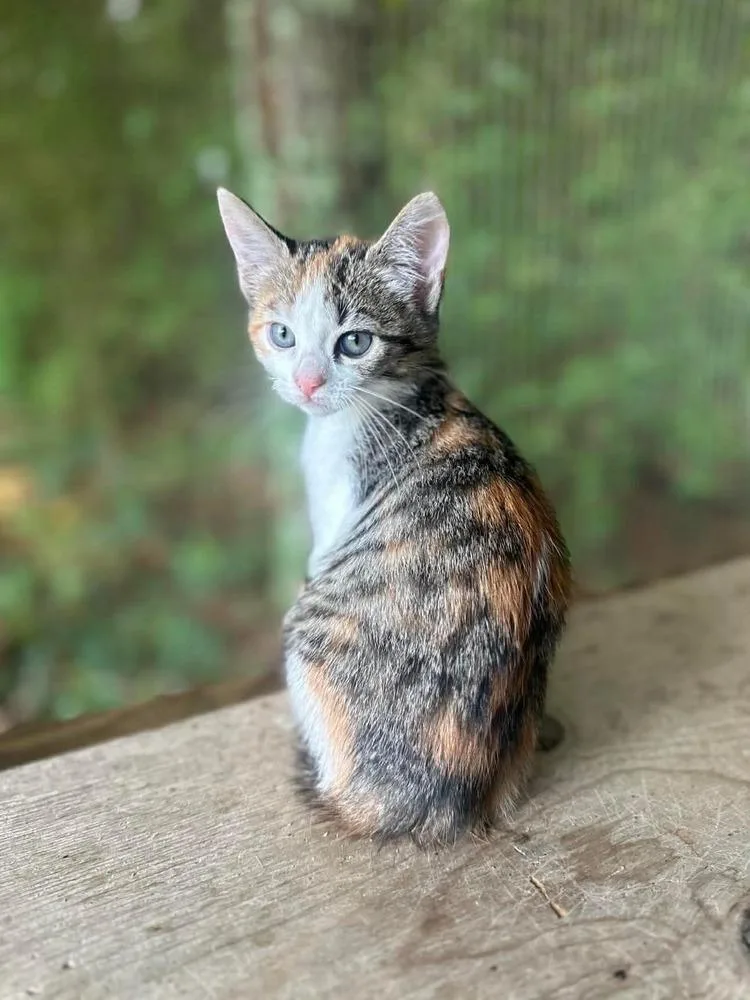 Athena