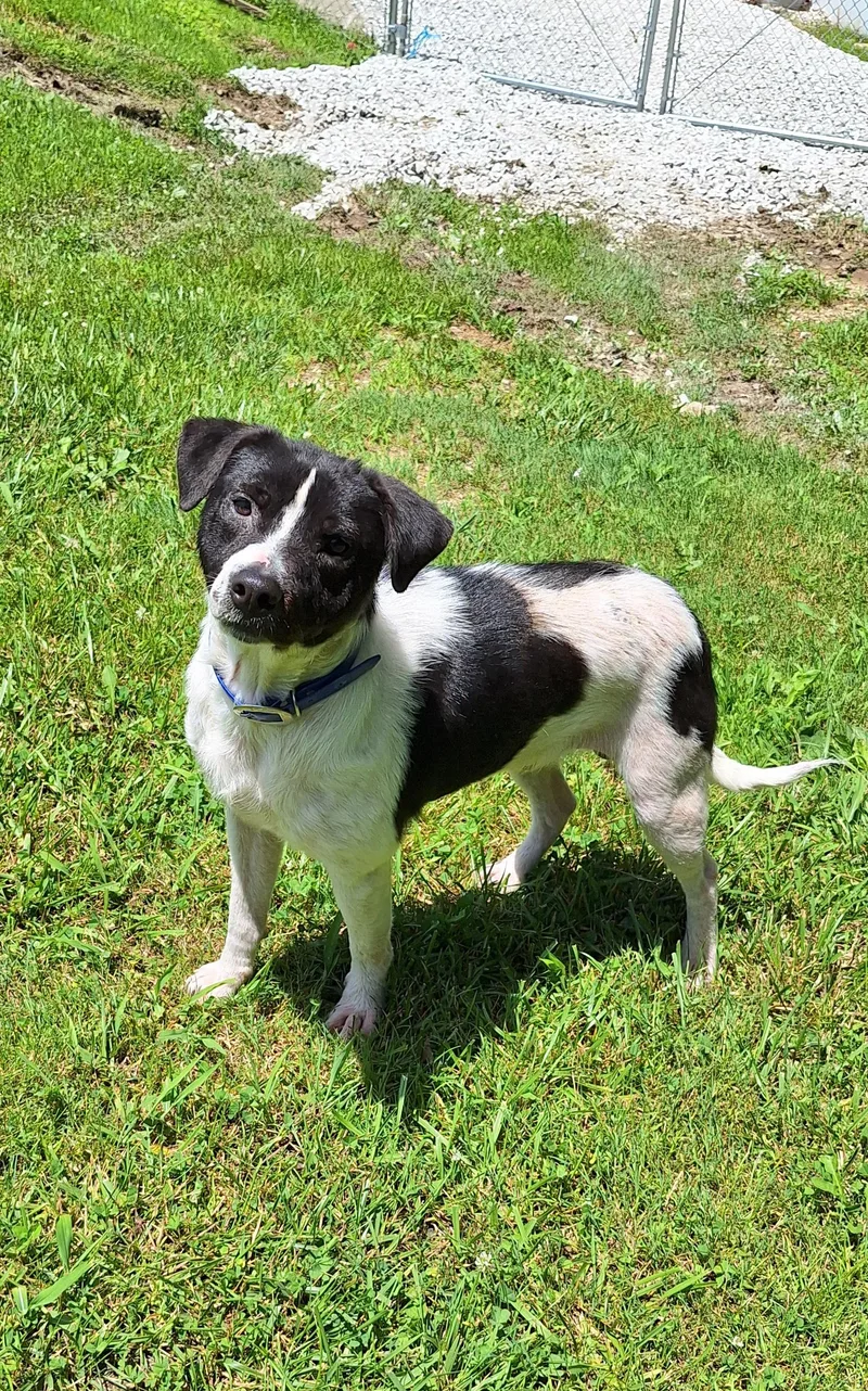 A young medium-sized male Black Mixed Breed dog named Melvin for adoption in Stanton, KY