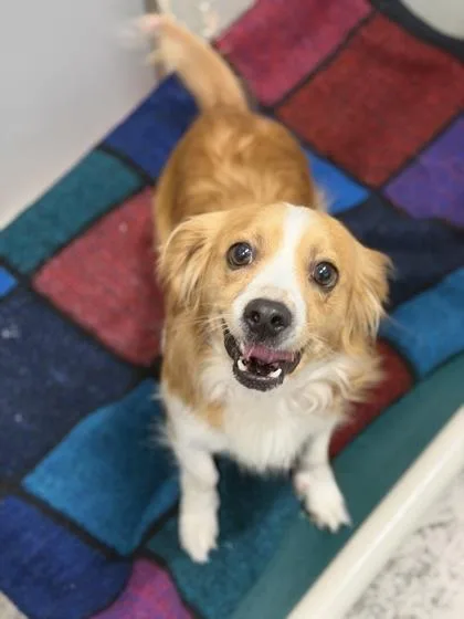 A young small-sized male Golden Spaniel dog named Petey for adoption in Sacramento, CA