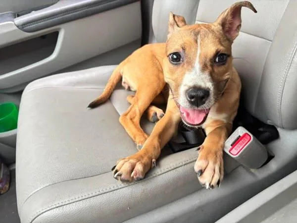 A young large-sized female Pit Bull Terrier dog named Rose for adoption in Salisbury, MD
