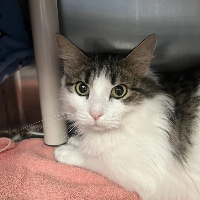 A young medium-sized female White Domestic Long Hair cat named Honey Bun for adoption in Fort Wayne, IN