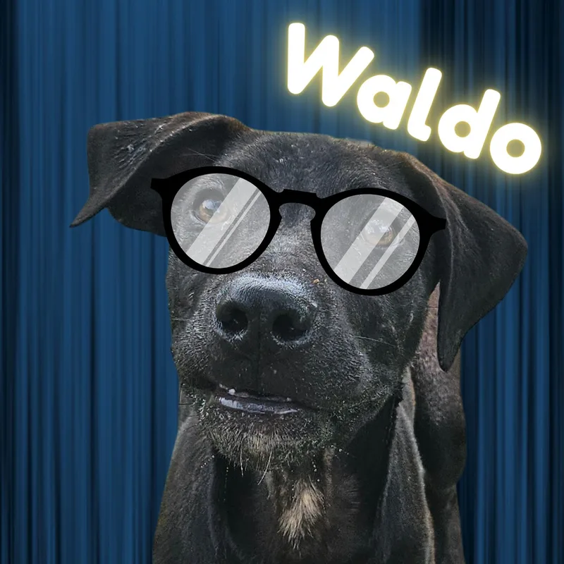 Waldo