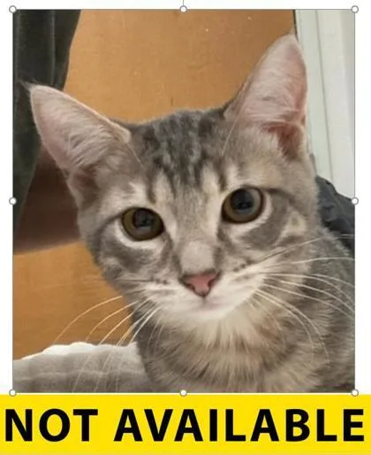 A baby small-sized female Domestic Short Hair cat named Tomato for adoption in Eugene, OR