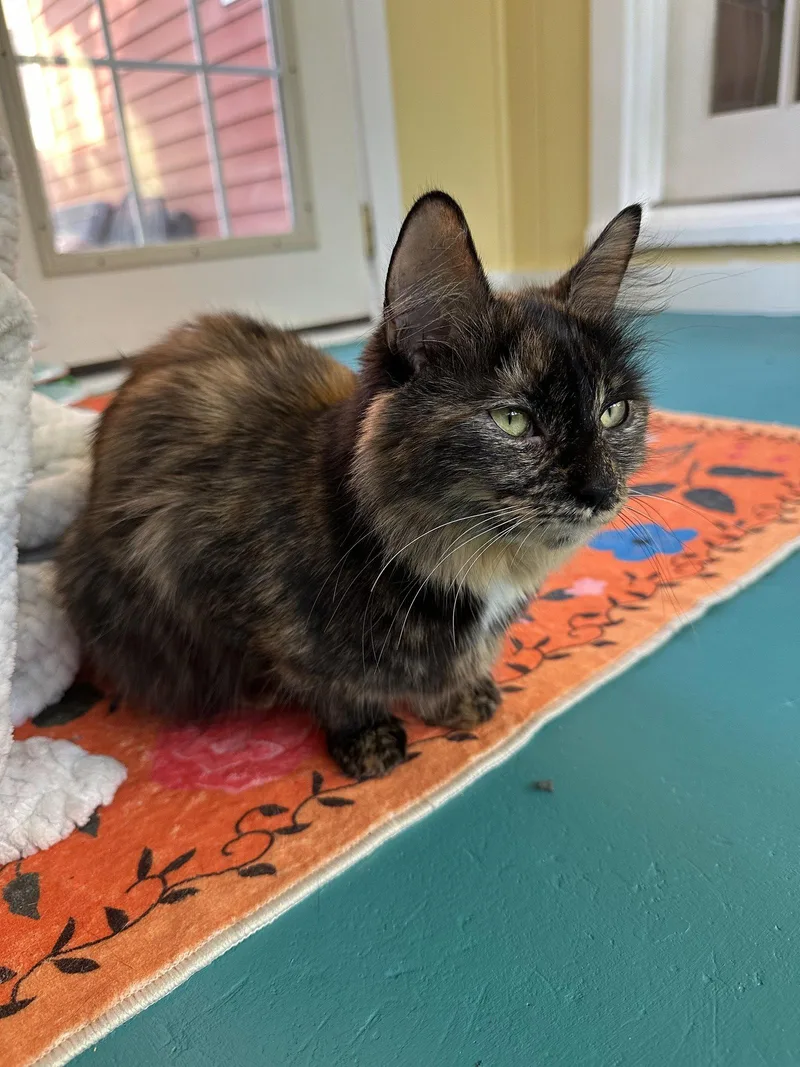 An adult small-sized female Domestic Long Hair cat named Mary S. for adoption in Trenton, NJ
