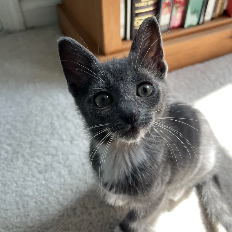 A baby small-sized male Gray / Blue / Silver Domestic Short Hair cat named Patterson for adoption in Alexandria, VA