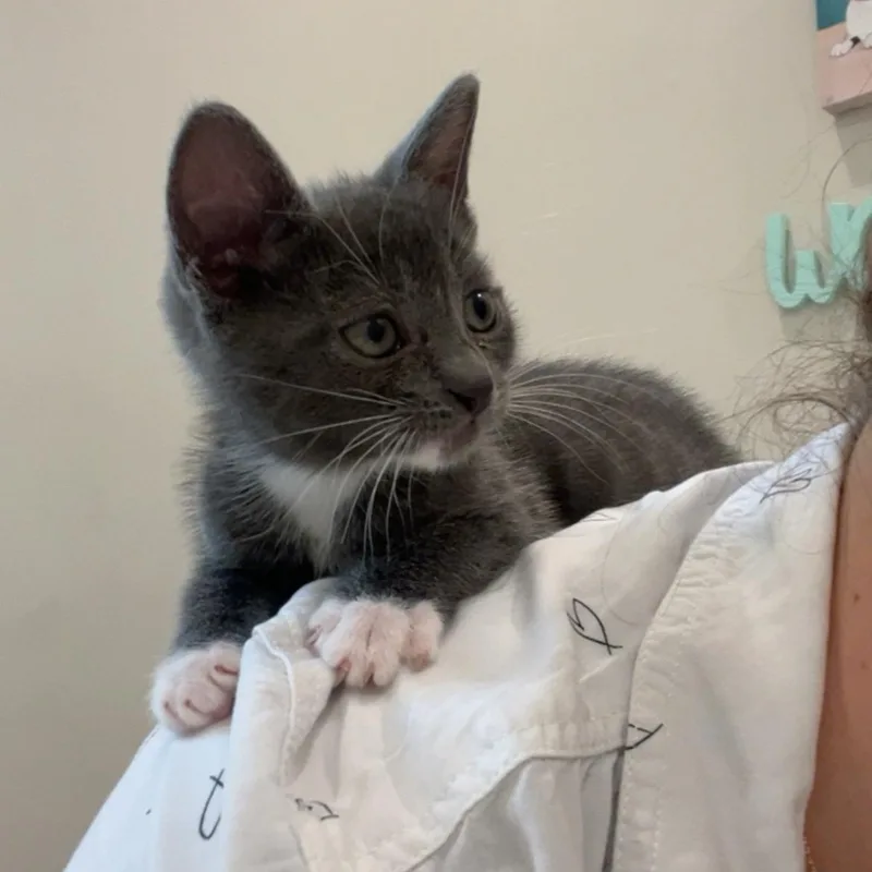 Patterson thumbnail 5