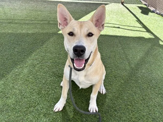 A young large-sized male German Shepherd Dog dog named Tiki for adoption in Mesa, AZ
