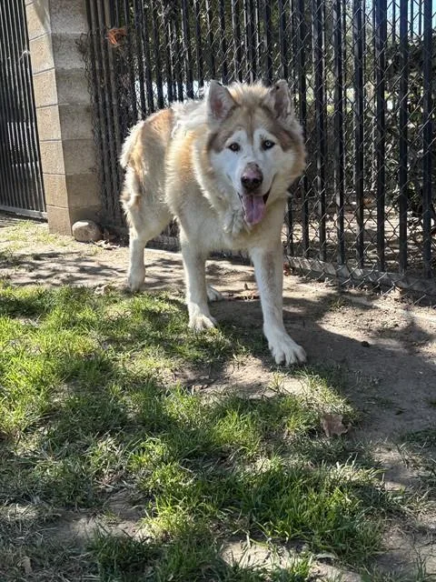 A senior large-sized male Alaskan Malamute dog named Camden Sosa for adoption in Riverside, CA