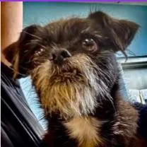 An adult medium-sized male Terrier dog named Rayne for adoption in West Bloomfield, MI