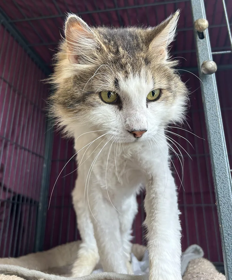 A young large-sized male White Domestic Long Hair cat named Fluffy for adoption in Lambertville, NJ