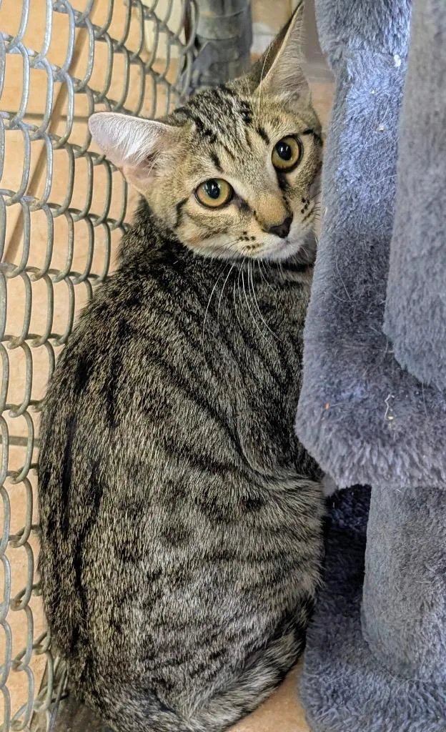 A baby medium-sized male Domestic Short Hair cat named Pinto for adoption in Peoria, AZ